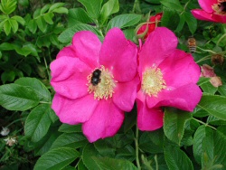 Rosa rugosa